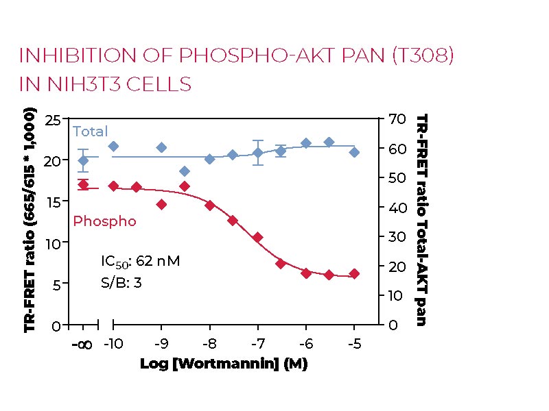 Inhibition of Phospho-AKT pan (T308) in NIH3T3 cells Inhibition of Phospho-AKT pan (T308) in NIH3T3 cells