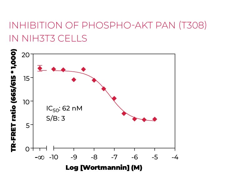 Inhibition of Phospho-AKTpan(T308) in NIH3T3 cells