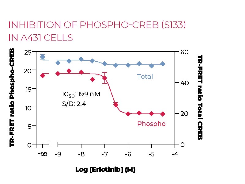 Inhibition of Phospho-CREB (S133) in A431 cells Inhibition of Phospho-CREB (S133) in A431 cells