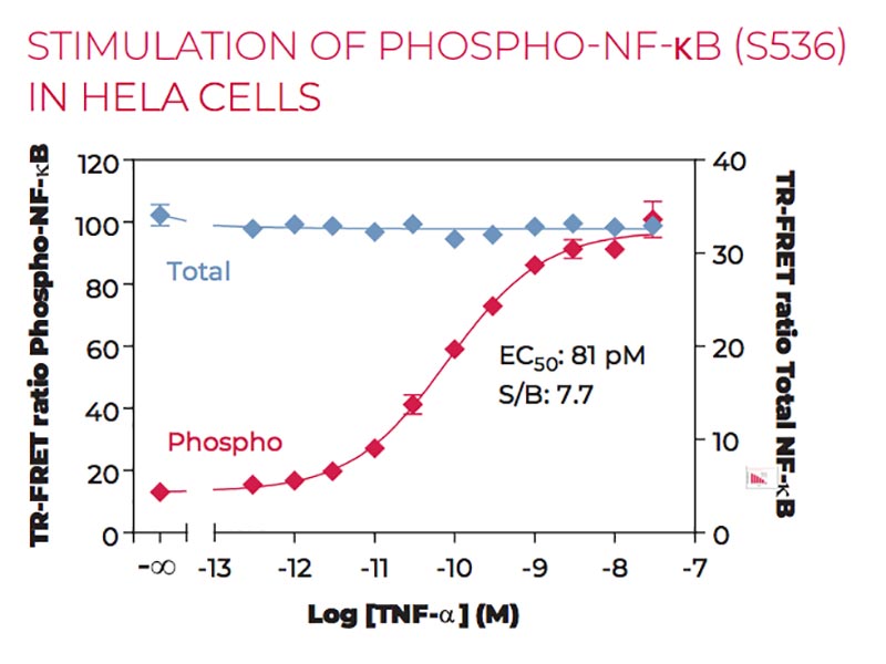 Stimulation of Phospho-NF-kB (S536) in HeLa cells