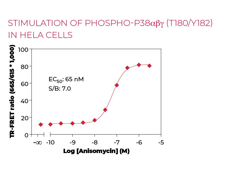 Stimulation of Phospho-p38αβγ (T180-Y182) in HeLa cells