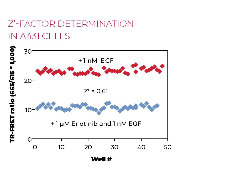 Z'-factor determination in A431 cells Z'-factor determination in A431 cells