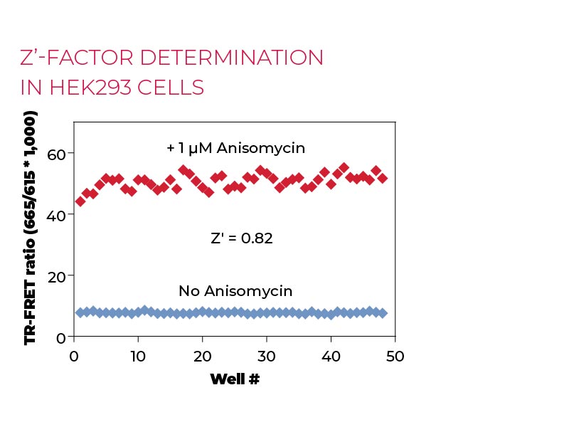 Z'-factor determination in HEK293 cells Z'-factor determination in HEK293 cells