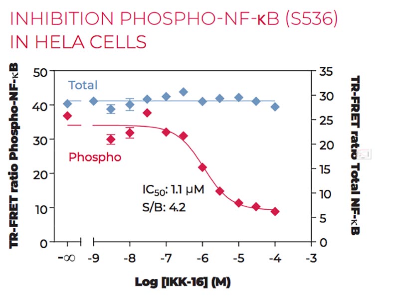 Inhibition of Phospho-NF-kB (S536) in HeLa cells